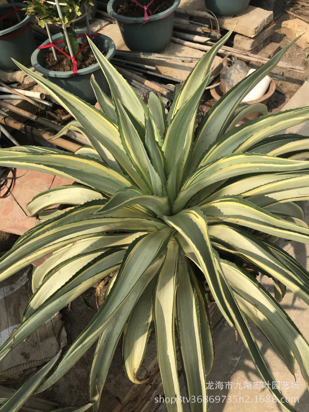 龙舌兰翡翠盘锦水晶宫龙舌兰锦狐尾鹦鹉嘴龙舌兰常绿景观多肉盆栽