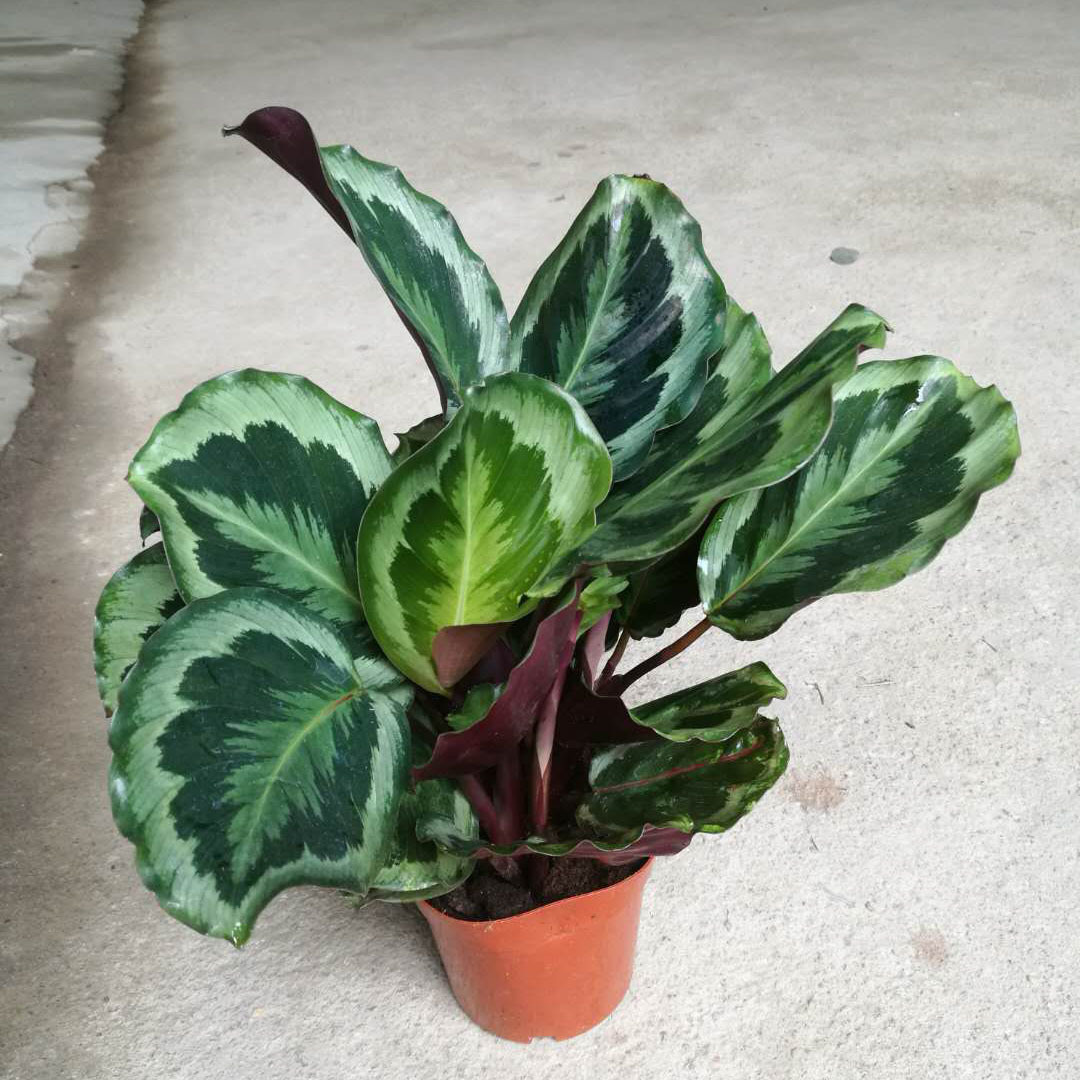 【基地直销】室内观叶小盆栽绿植140#彩虹竹芋 夜天使竹芋去甲醛