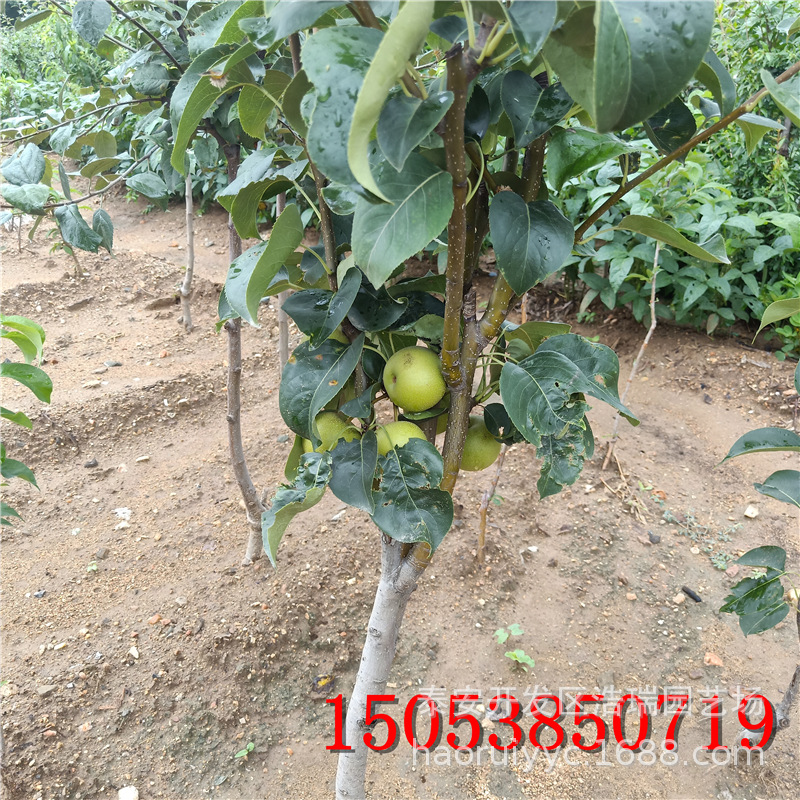 红香果树苗-红香果树苗厂家,品牌,图片,热帖-阿里巴巴
