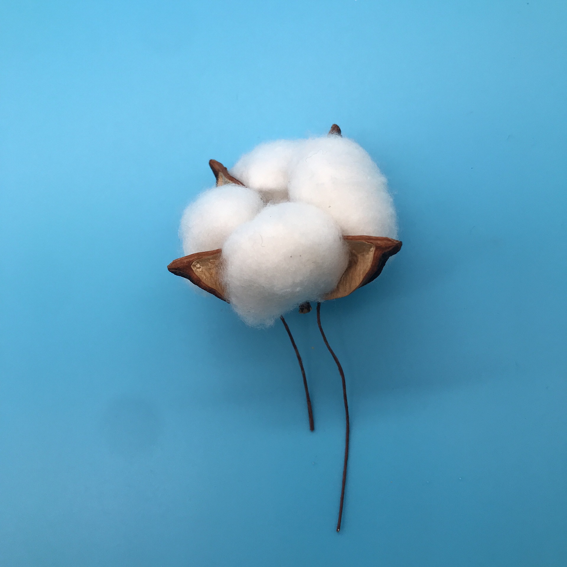 棉花头 天然棉花干花 礼盒装饰配花 白色棉花无杆无铁丝 包装插花