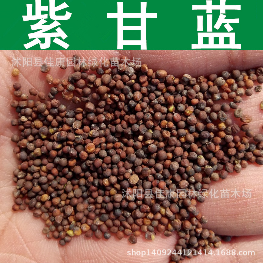 紫甘蓝种子 红甘蓝 紫洋白菜种子 紫包菜种子 1件=1斤-阿里巴巴