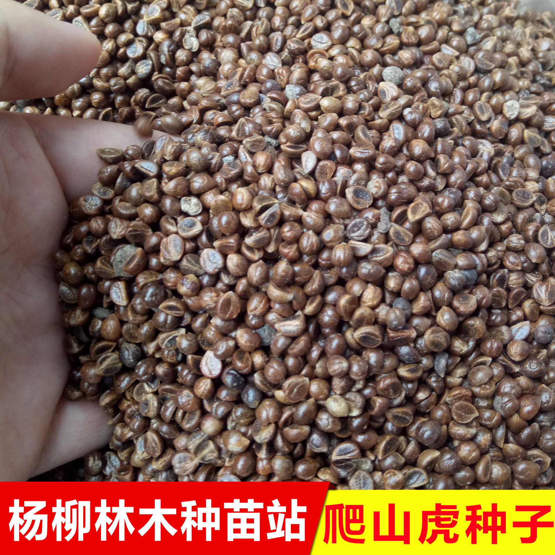 爬山虎种子 爬墙虎种子 爬藤植物种子 庭院阳台攀援 四季易种