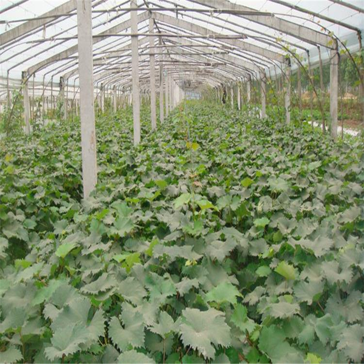 果树苗 提子树苗 红提葡萄树苗 无籽提子苗 当年结果量大优惠