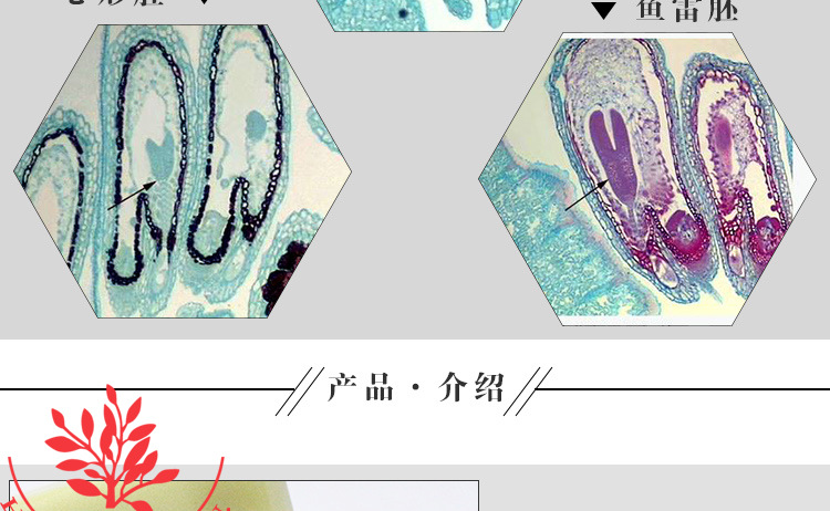 生物教学实验荠菜胚发育玻片标本套装染色艳丽结构清晰显微镜切片