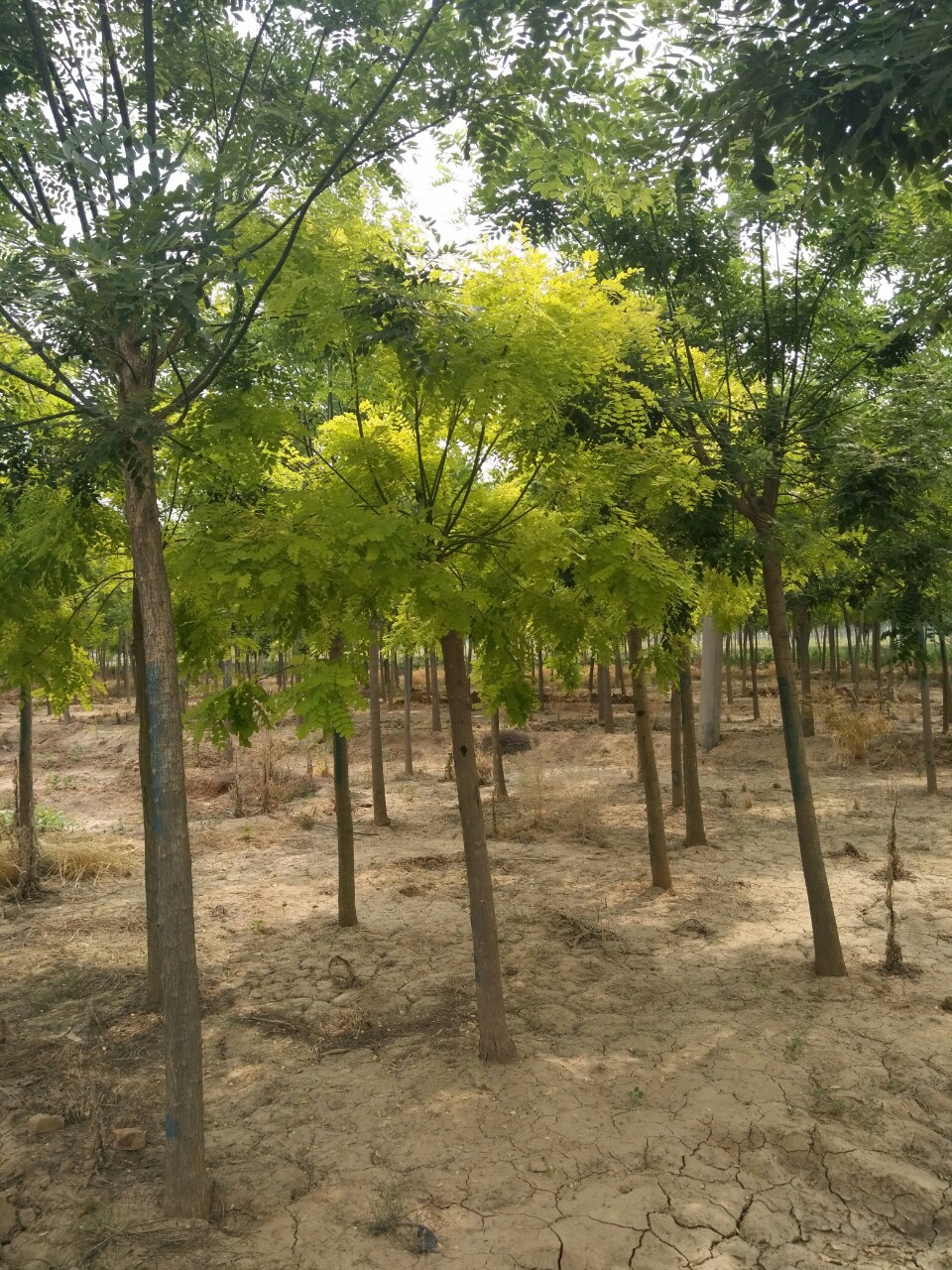 大量供应6到20公分金叶槐,黄金槐