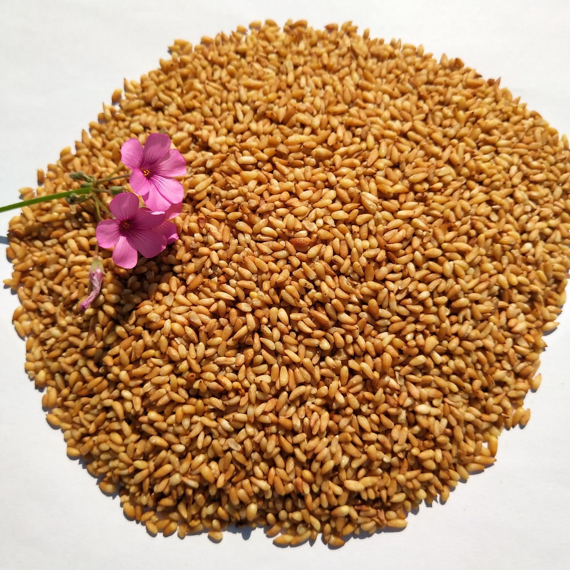 柏子仁干净无杂侧柏子 新货柏子仁 脱壳柏籽仁批发-报价-阿里巴巴