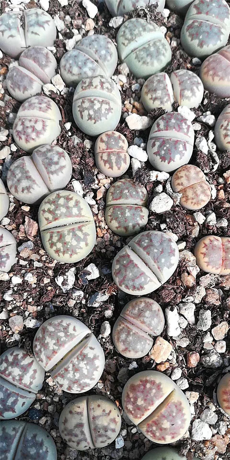 2093多肉番杏科植物大棚批发 丽虹玉f357单头1.5cm左右多肉生石花