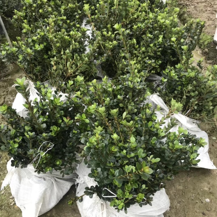 夏鹃批发供应绿化小苗 质量满意 价格实惠 批量供应 规格齐全