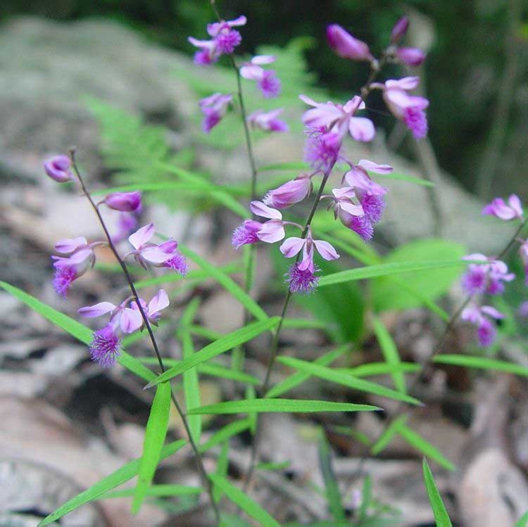 远志种子 头年新采 中药材种苗 远志种籽 优质细叶远志 饱满易种
