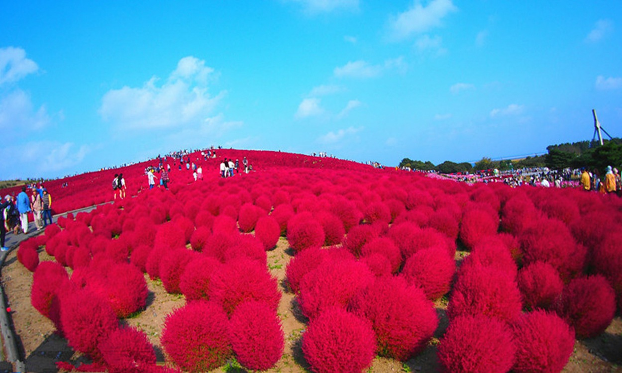 花海种子 红地肤 彩色地肤 红色地肤 江苏最大花卉种子公司批发
