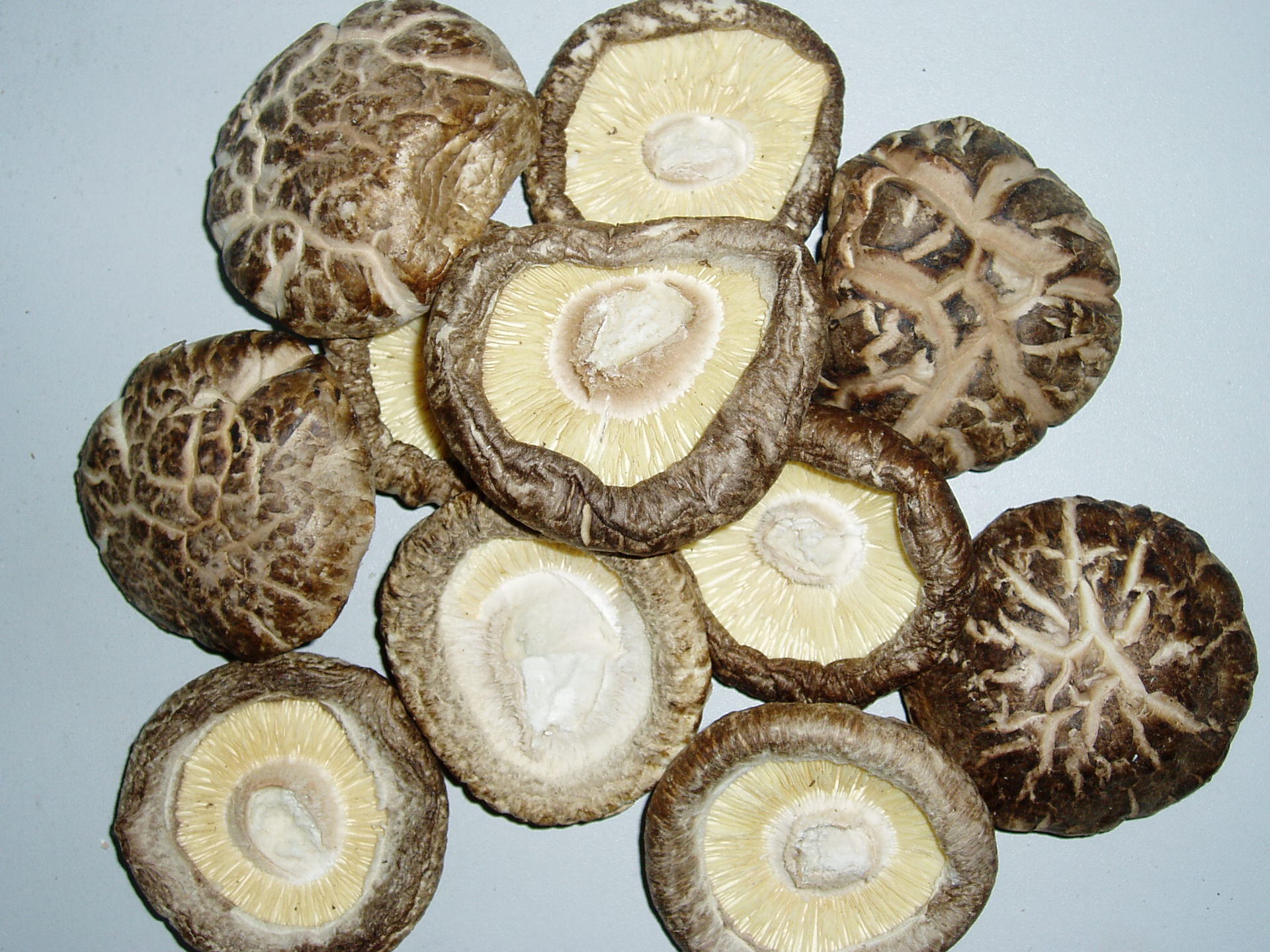 乾燥茶花椎茸ホール/dried flower shiitake mushroom /干茶花菇
