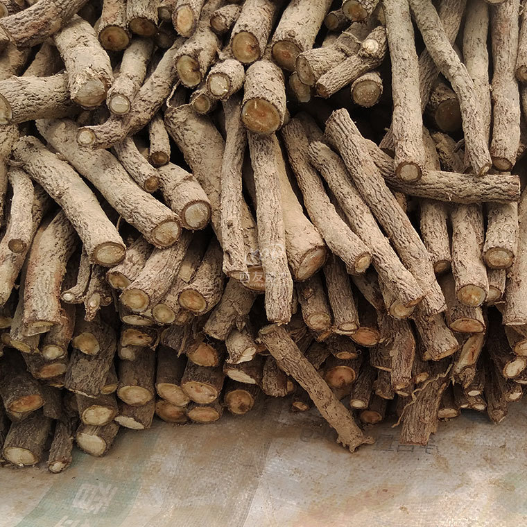 紫花泡桐种根供应 紫花泡桐根批发 销售紫花泡桐树根 泡桐树种根