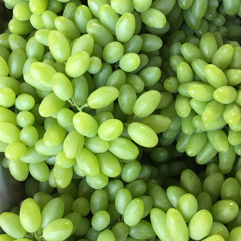 供应 无籽青提-葡萄产业网