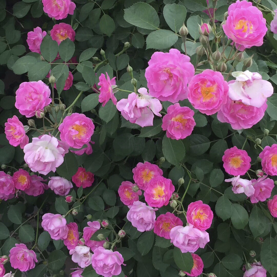 四季藤本蔷薇月季玫瑰家庭园艺盆栽绿植爬藤观花花卉植物藤本月季