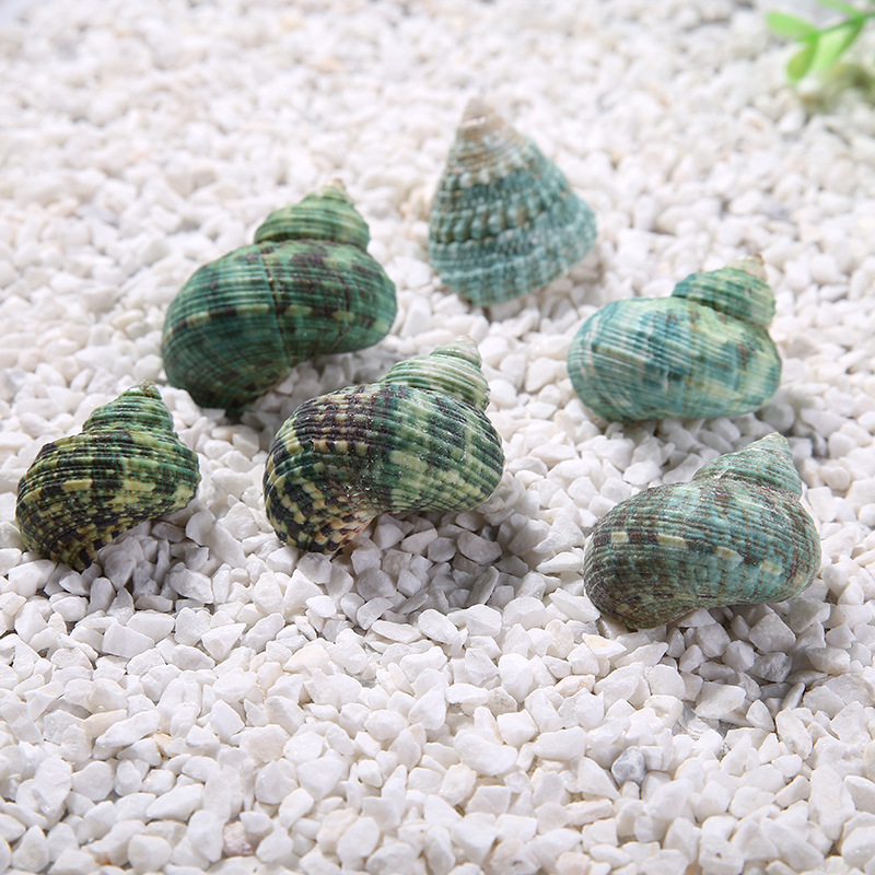 厂家直销批发纯天然海洋贝壳海螺锥螺景观螺造景装饰品小礼物摆件