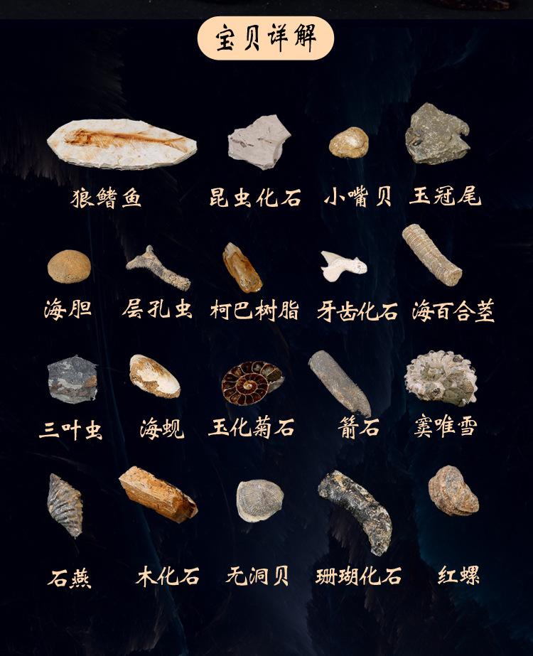 19种古生物化石原石标本组盒三叶虫琥珀奇石摆件石头教学标本