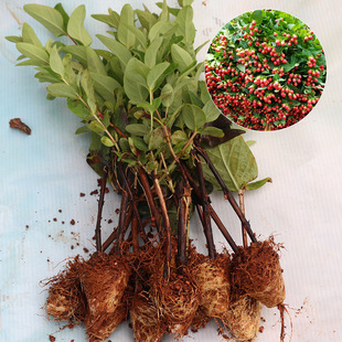 云南昆明基地批发 火龙珠种苗 园林绿化工程火龙珠小苗 自产自销