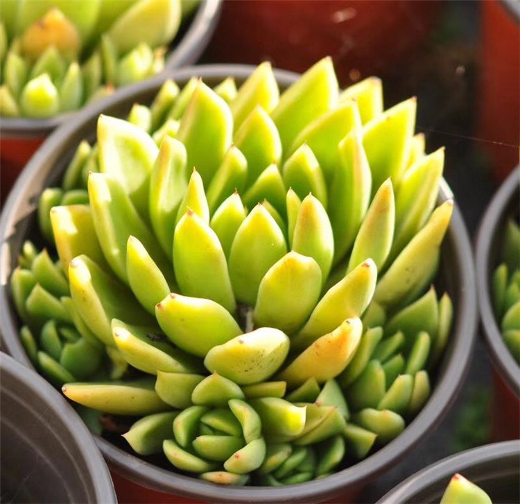 069大棚限量批发多肉植物 金蜡东云盆12cm带侧芽多肉品种品相一流