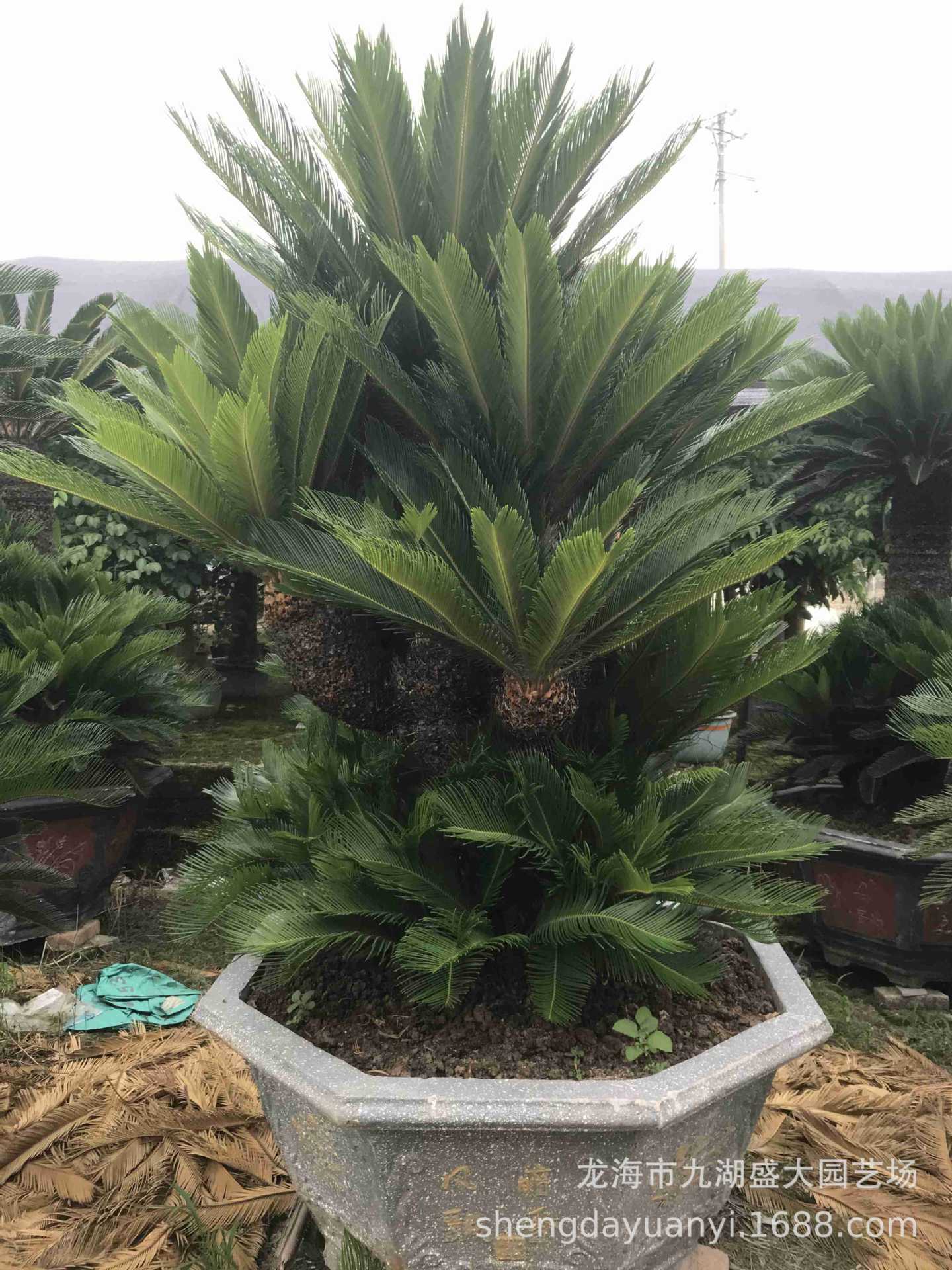 多头大铁树批发 丛生铁树盆景报价 哪里有卖多头铁树大量供应