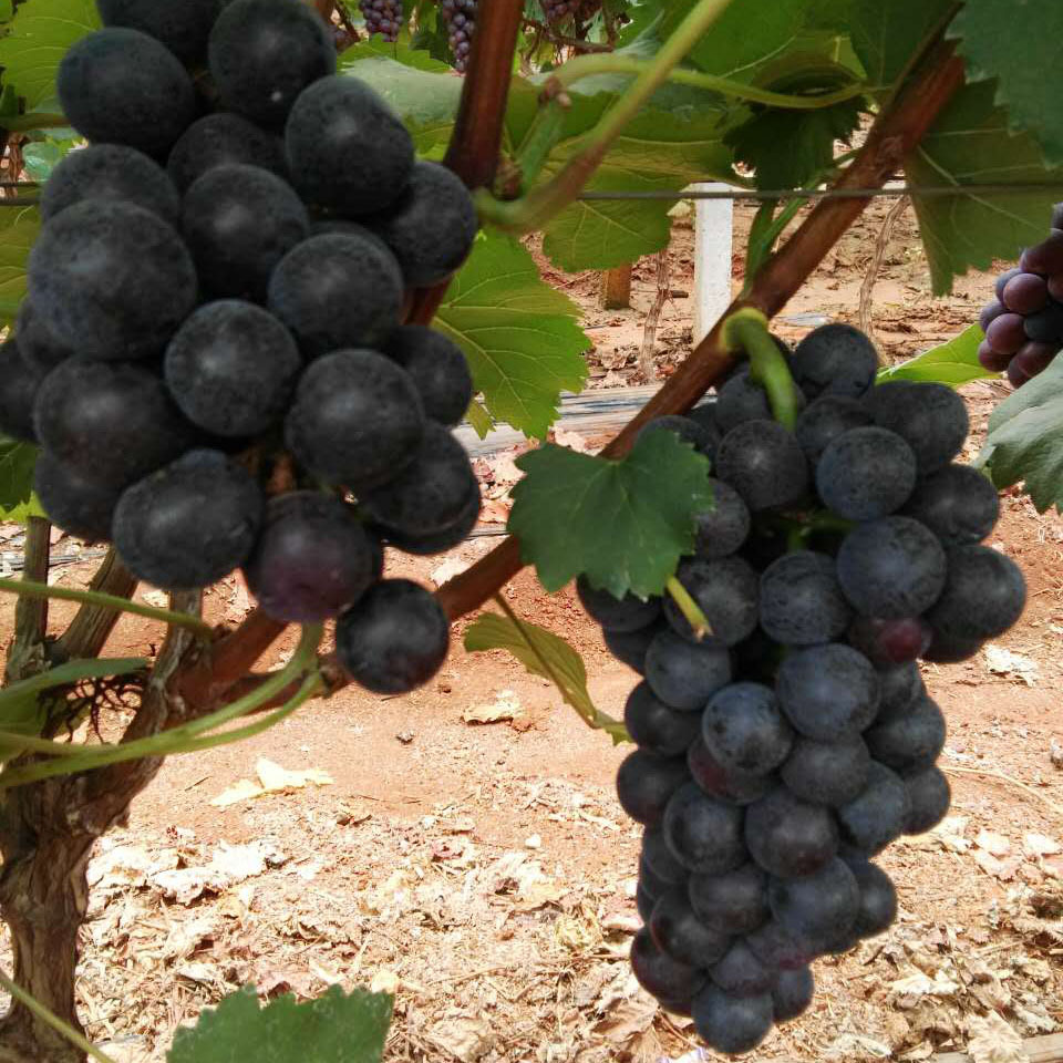 云南蒙自夏黑葡萄新鲜水果非巨峰葡萄