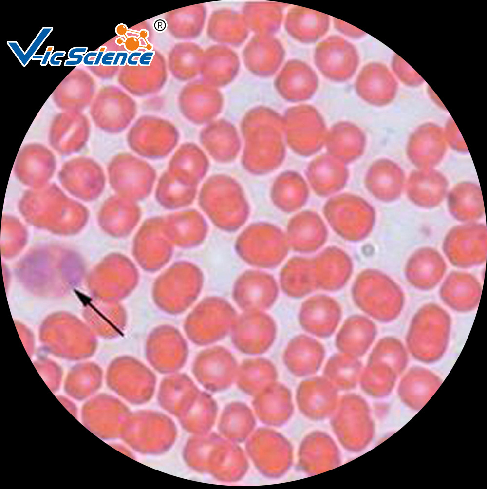 人血涂片 组织学与胚胎学 动植物切片标本 中小学显微镜玻片