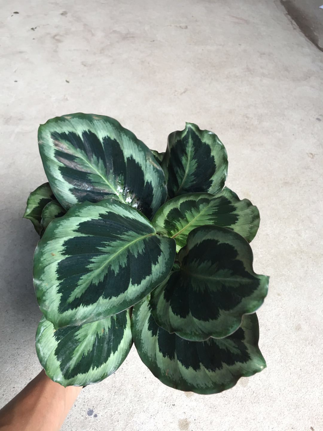 【基地直销】室内观叶小盆栽绿植140#彩虹竹芋 夜天使竹芋去甲醛