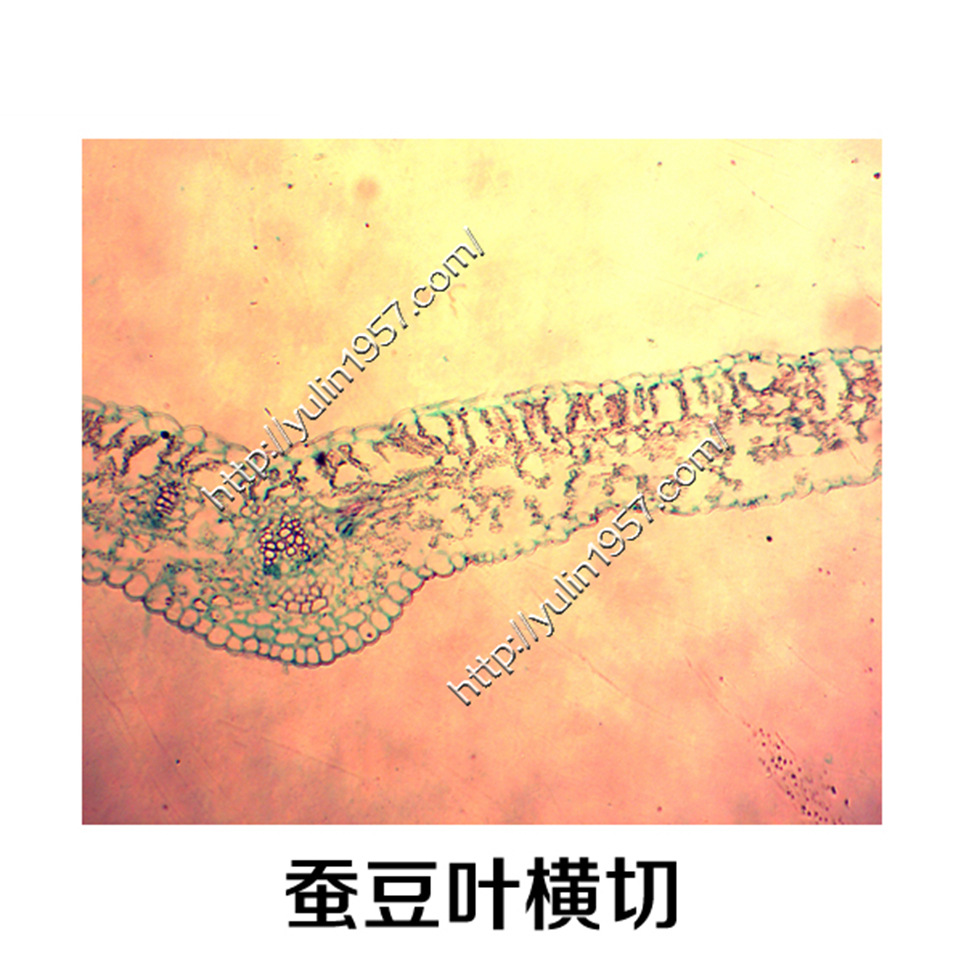 植物生物学蚕豆叶横切 生物实验切片 植物切片