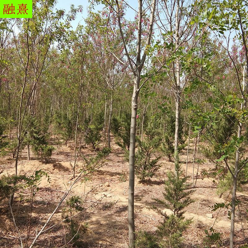 售出 香花槐苗 1 2 3公分香花槐小苗 香花槐