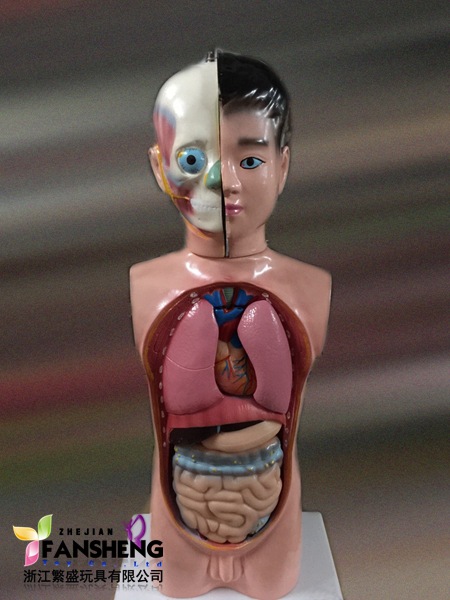 人体半身模型 人体器官模型 幼教幼儿园小学科学探索教学