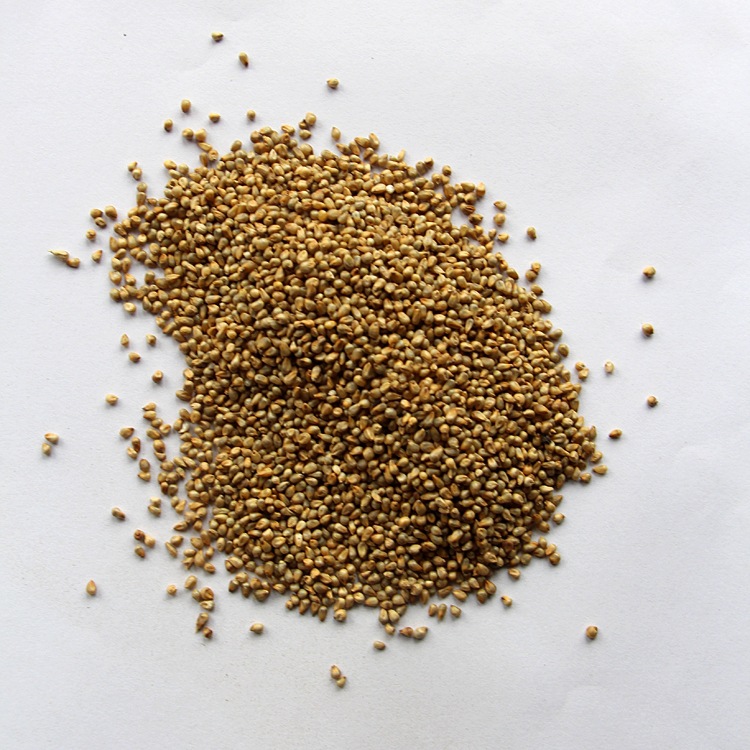 基地直销牧草种子 狼尾草种子 台湾甜象草种子 产量高