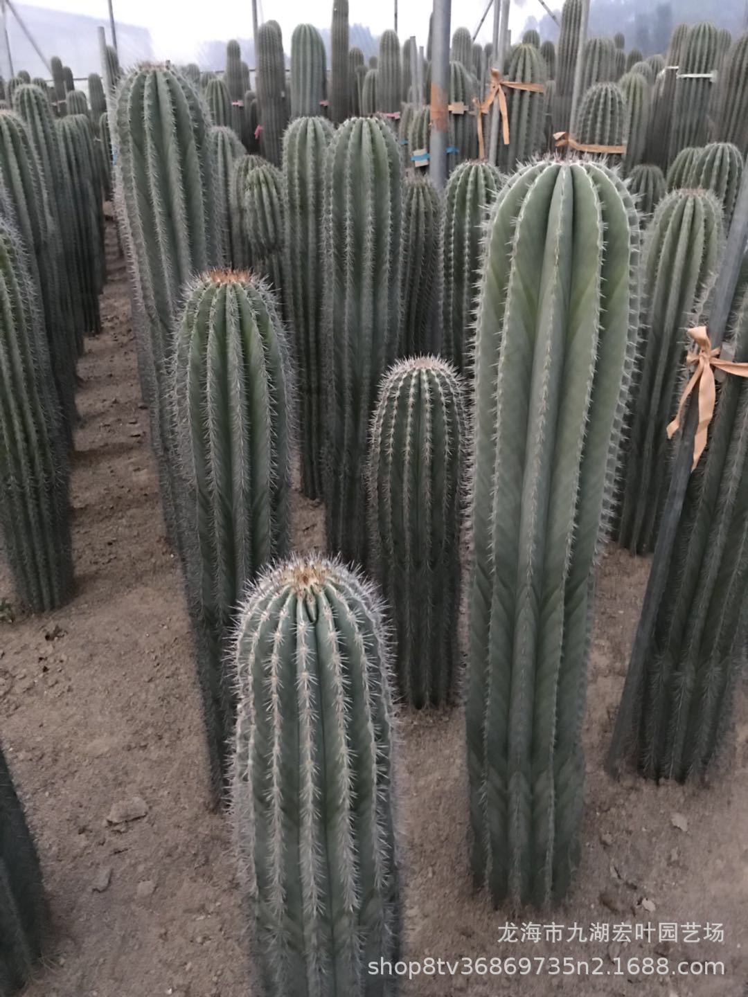 武伦柱幸福柱摩天柱武轮柱狼牙棒仙人掌仙人球沙生植物多肉植物