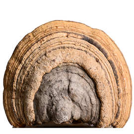 木蹄层孔菌 林下长白山木蹄灵芝真菌灵芝 木蹄菌马蹄支持一件代发