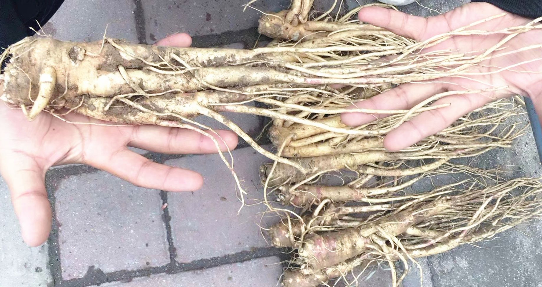 东北鲜人参 沙参 跑江湖地摊鲜人参批发 展销会热卖人参 萝卜参