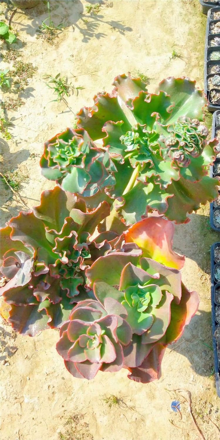 558基地多肉阳台植物批发 女王花笠/舞会红裙老桩多肉品种限量发