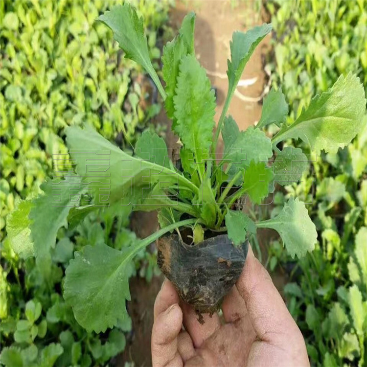 青州大滨菊种植基地营养杯大滨菊批量供应园林地被植物