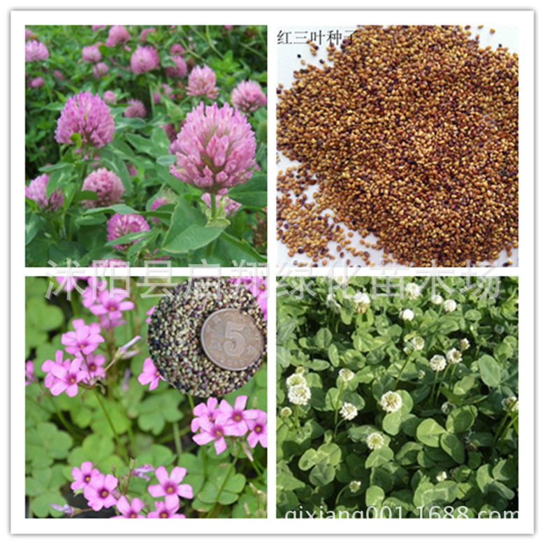 进口草坪种子暖季型草籽三叶酢浆草 红花三叶草 白花三叶草种子