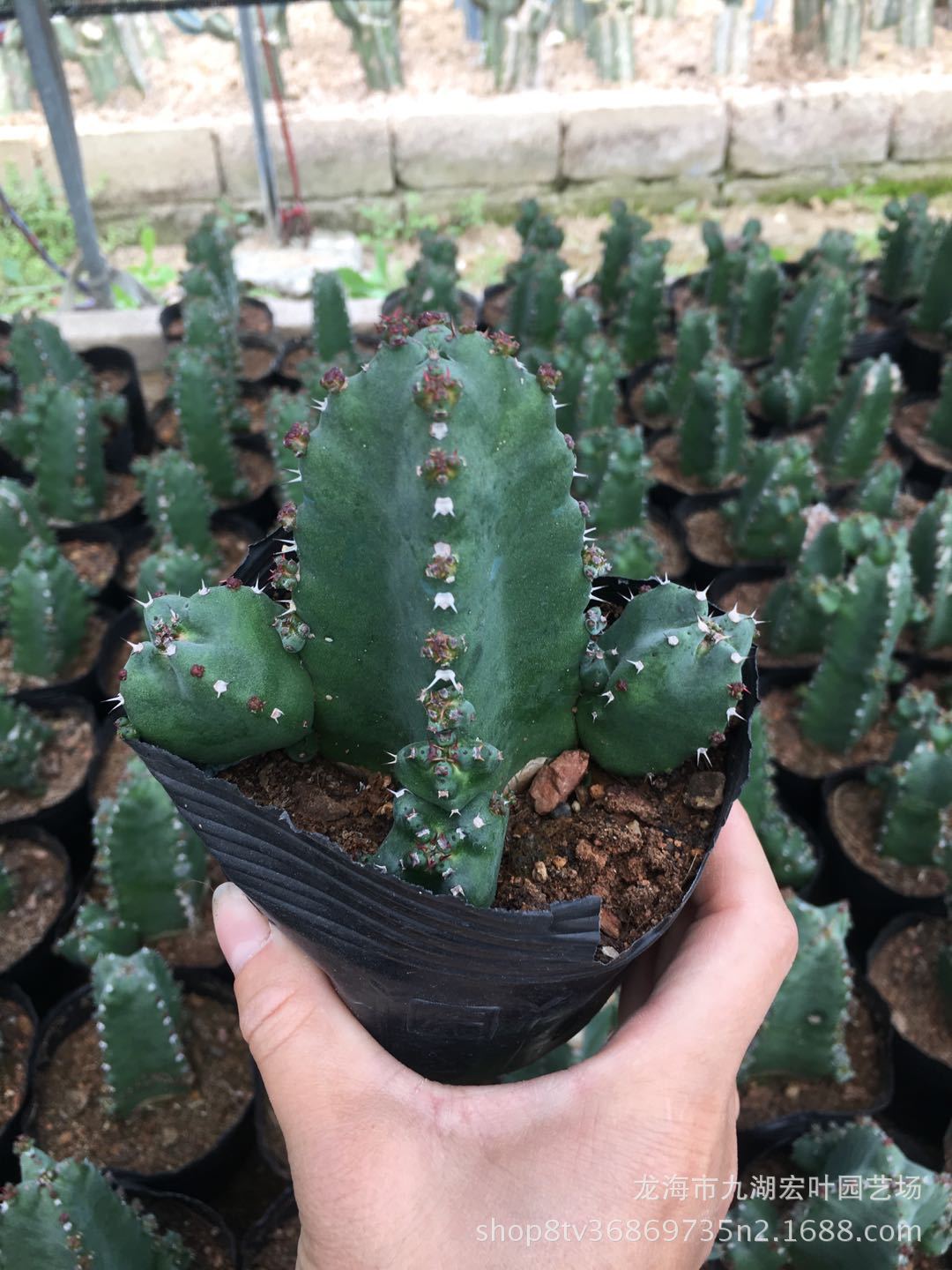 鹿角麒麟仙人柱仙人掌沙生植物仙人球多肉植物