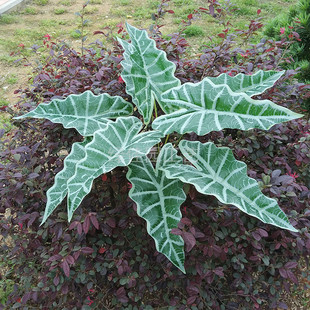 特大9头绿仙女叶过胶仿真绿色仿真植物墙配材仙芋叶绿植把束