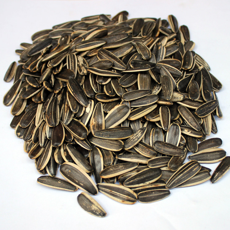 原味葵花籽 散装瓜子 oem贴牌代加工