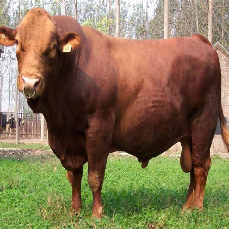 鲁西黄牛最大图片