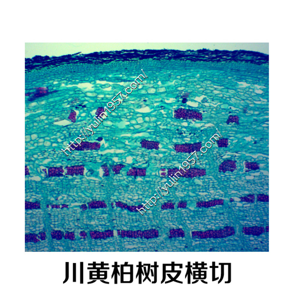川黄柏树皮横切中草药生物实验切片实验器材生物显微