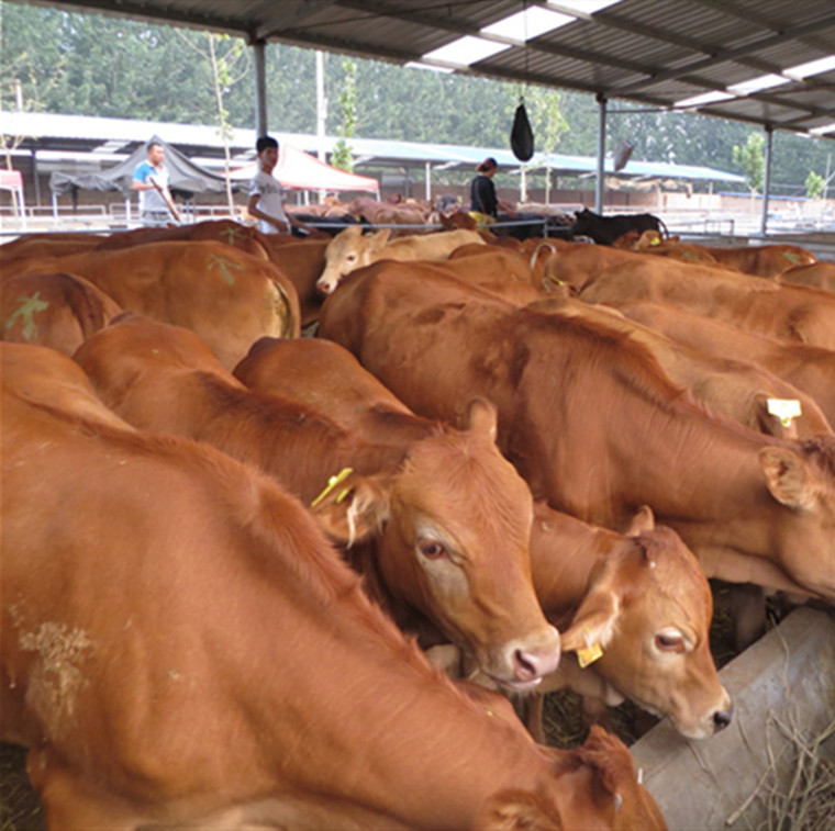 鲁西黄牛苗多少钱一头,怀孕母牛价格,种公牛多少钱一头