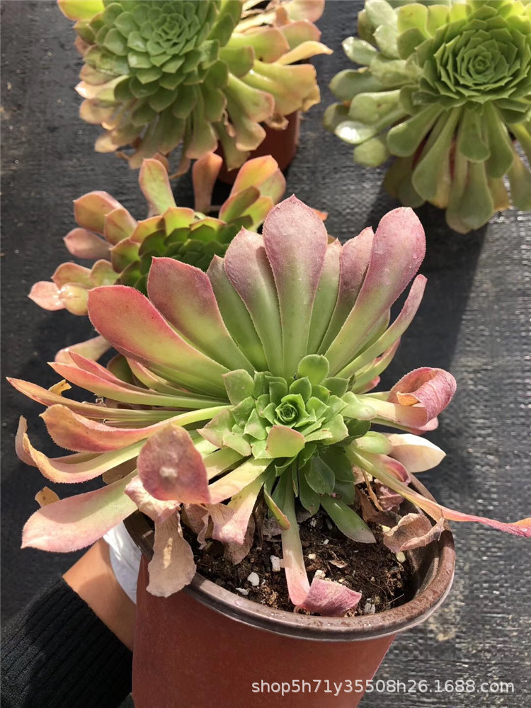 635精品多肉植物大棚限时抢购 原始翡翠冰群盆12cm多肉法师爆款