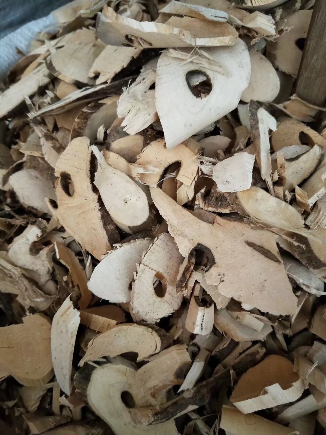 批发中药材东风桔 狗骨簕 山桔 