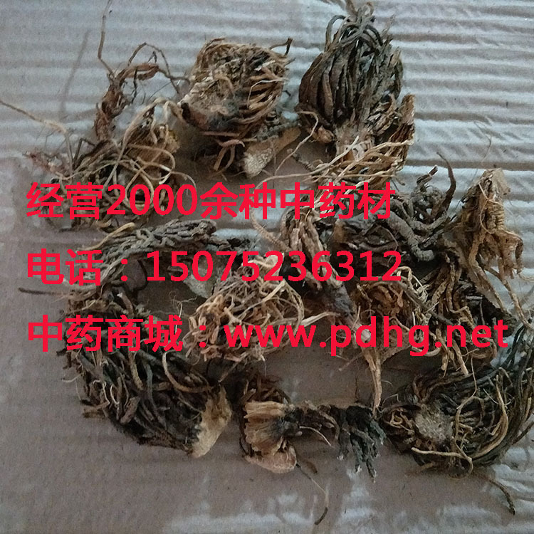 藜芦,棕包头,黎芦根,百合科藜芦属植物中药材藜芦根