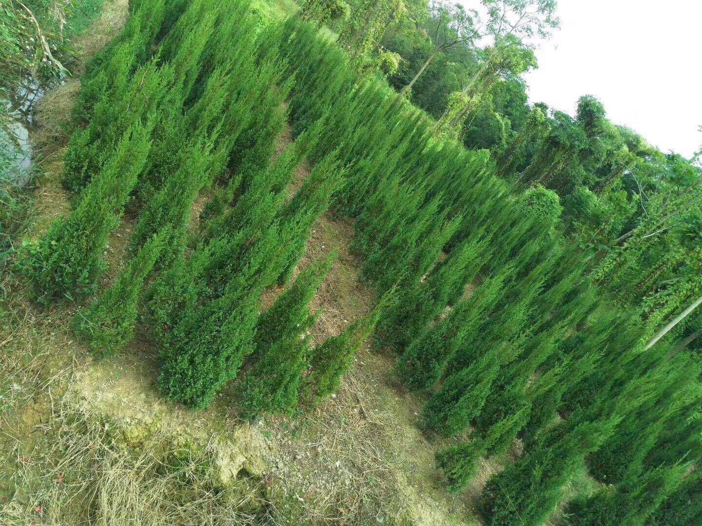 塔柏公路隔离带专用苗,塔柏现场看货