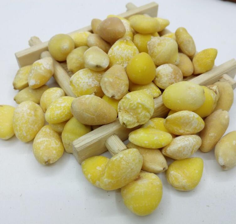 中药材干白果 大货批发野生银杏果新鲜白果仁银杏仁一公斤包邮