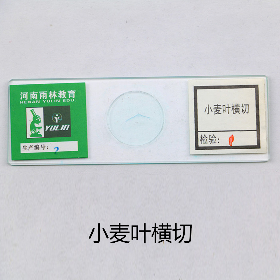 小麦叶横切 生物显微镜玻标本片植物类 高等院校实验用