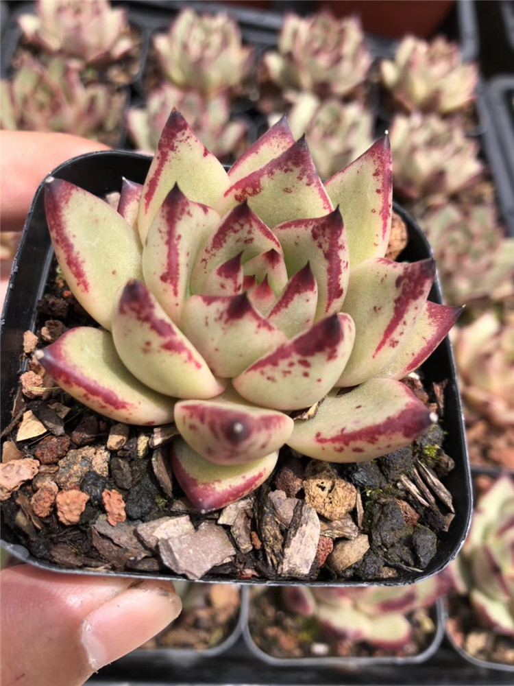 0181露养多肉植物大棚批发 状态天狼星单头盆7cm多肉贵货品种裸根