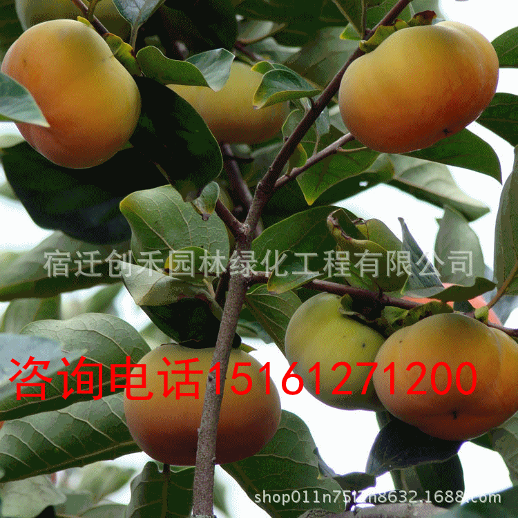 罗田甜柿树苗直销 柿子树苗 果树苗木 现货 柿子小苗